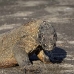 dragon_komodo_hsb_rinca_v_2194_kom4562.jpg
